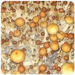 Псилоцибиновые (галлюциногенные)  грибы Psilocybin "Golden Teacher" в Добрянке
